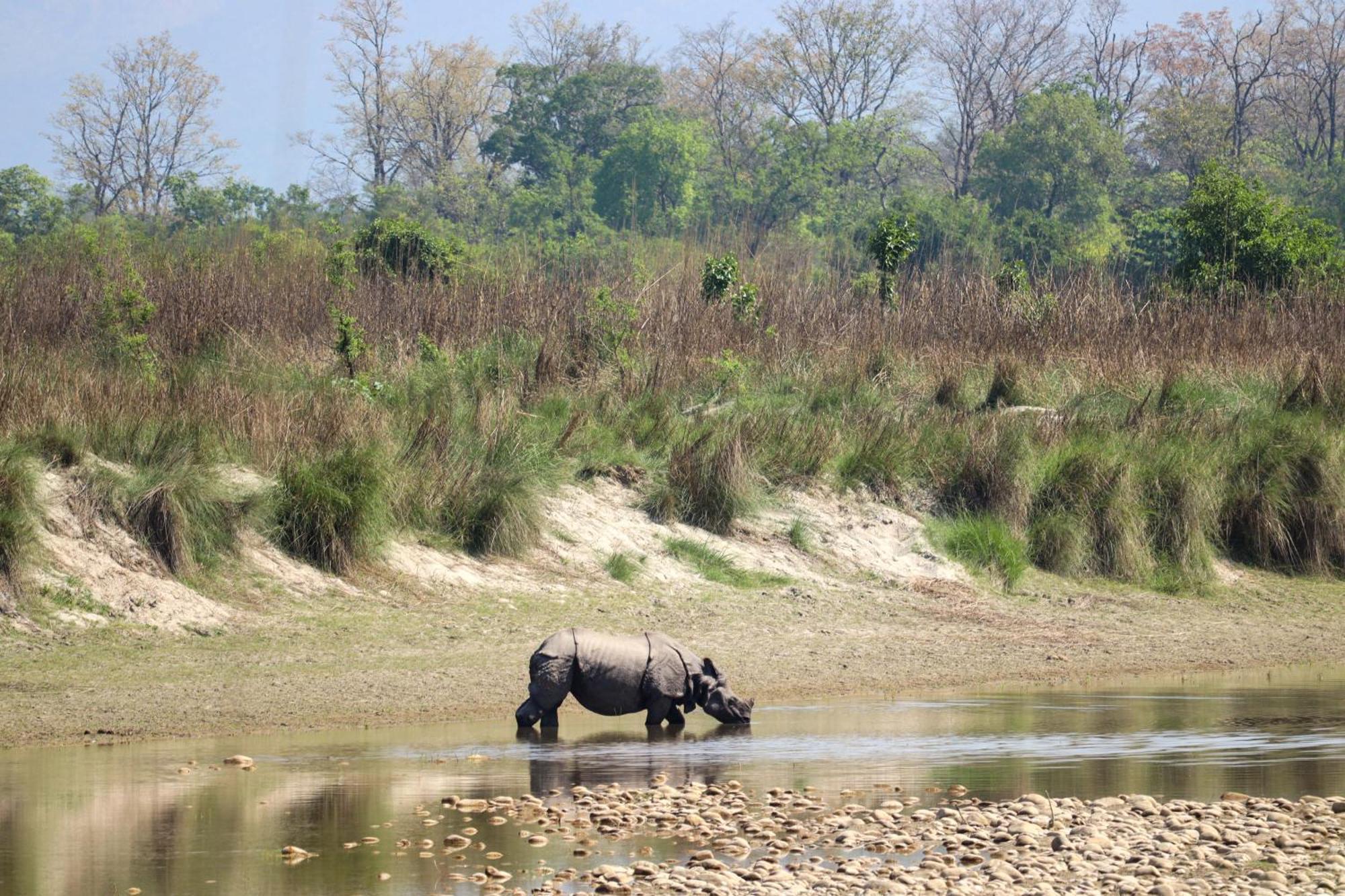 Forest Hideaway Resort Pvt Ltd Bardiya Экстерьер фото